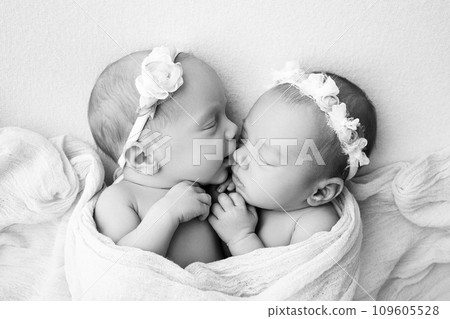 Tiny newborn twin girls. A newborn twin sleeps next to his sister. Newborn twin girls on the background of a blanket with bandages. The girls gently hug and kiss their sister. Black and white photo.  109605528