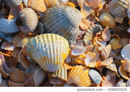 Close-up of seashells on the beach, fragile broken seashells macro Close-up of seashells on the beach, fragile broken seashells macro 109605626