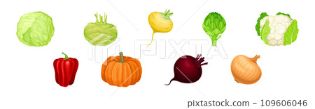 Fresh and Ripe Vegetables Harvest with Organic Crop Vector Set 109606046