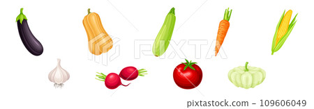 Fresh and Ripe Vegetables Harvest with Organic Crop Vector Set 109606049