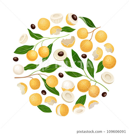 Longan Fresh Natural Fruit Round Composition Design Vector Template 109606091