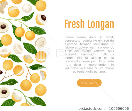 Longan Fresh Natural Fruit Banner Design Vector Template Longan Fresh Natural Fruit Banner Design Vector Template 109606096