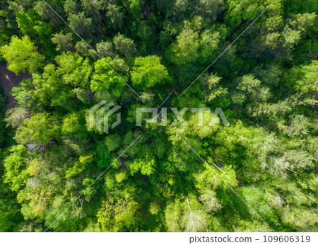 Aerial top view of summer green trees in forest. Drone photography. Aerial top view of summer green trees in forest. Drone photography. 109606319