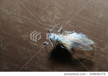 Snow bug (a type of boll beetle) Snow bug (a type of boll beetle) 109606379