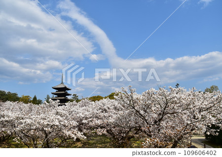 Kyoto in spring in Japan, Ninnaji Temple, a world heritage site, Omuro cherry blossoms in full bloom, a five-storied pagoda that is an important cultural property, and a beautiful blue sky 109606402