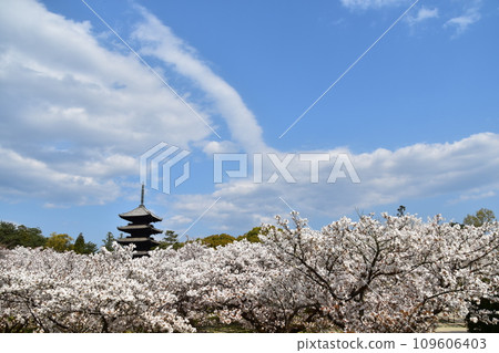 Kyoto in spring in Japan, Ninnaji Temple, a world heritage site, Omuro cherry blossoms in full bloom, a five-storied pagoda that is an important cultural property, and a beautiful blue sky 109606403