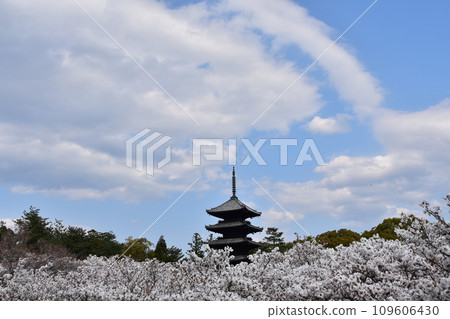 日本春天的京都、世界遺產仁和寺、盛開的大室櫻花、重要文化財產的五層寶塔、美麗的藍天 109606430