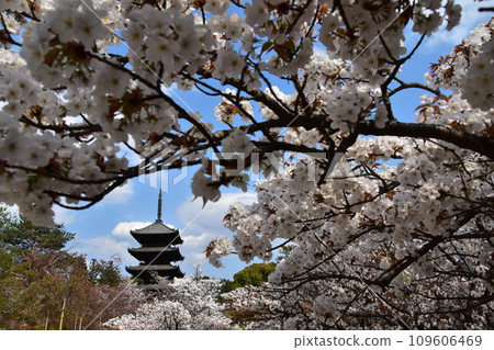 Kyoto in spring in Japan, Ninnaji Temple, a world heritage site, Omuro cherry blossoms in full bloom, a five-storied pagoda that is an important cultural property, and a beautiful blue sky 109606469