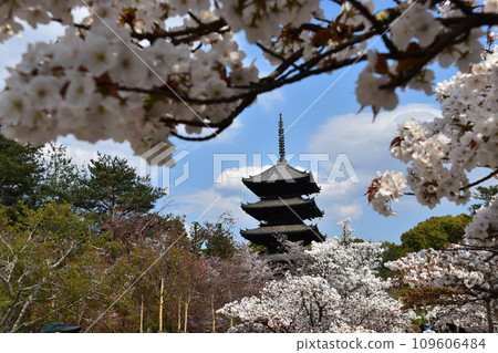 日本春天的京都、世界遺產仁和寺、盛開的大室櫻花、重要文化財產的五層寶塔、美麗的藍天 109606484