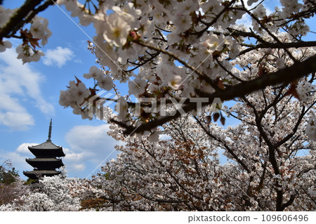 Kyoto in spring in Japan, Ninnaji Temple, a world heritage site, Omuro cherry blossoms in full bloom, a five-storied pagoda that is an important cultural property, and a beautiful blue sky 109606496