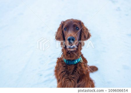 Active Irish Setter dog during the snowy walking, having fun in winter park during beautiful sunny winter day. Active Irish Setter dog during the snowy walking, having fun in winter park during beautiful sunny winter day. 109606654