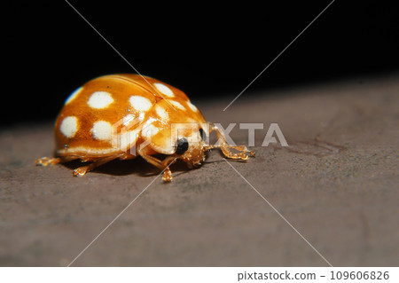 Moore white otter tentou 109606826