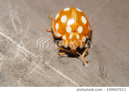 摩爾白獺 109607011