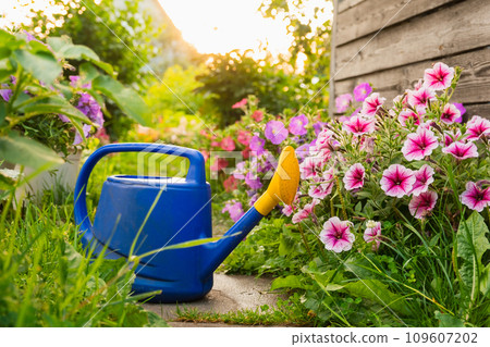 Farm worker gardening tools. Blue plastic watering can for irrigation plants placed in garden with flowers on flowerbed and flowerpot on sunny summer day. Gardening hobby agriculture concept Farm worker gardening tools. Blue plastic watering can for irrigation plants placed in garden with flowers on flowerbed and flowerpot on sunny summer day. Gardening hobby agriculture concept 109607202