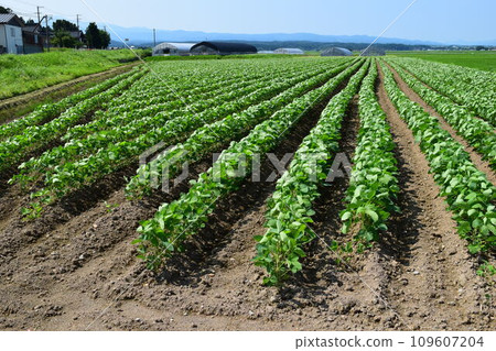 Soybean field Shonai, Yamagata Prefecture 109607204
