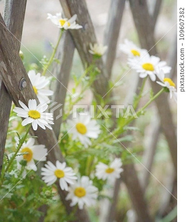 trellis and north pole 109607382