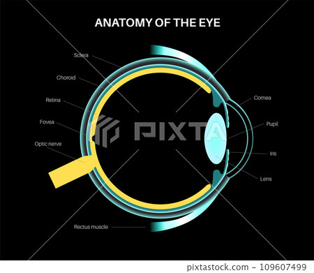 Eye anatomy poster 109607499