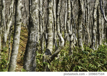 Miscellaneous trees 109607584