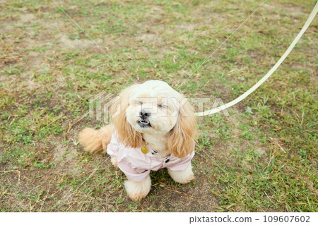 A toy poodle walking in the rain wearing a raincoat A toy poodle walking in the rain wearing a raincoat 109607602