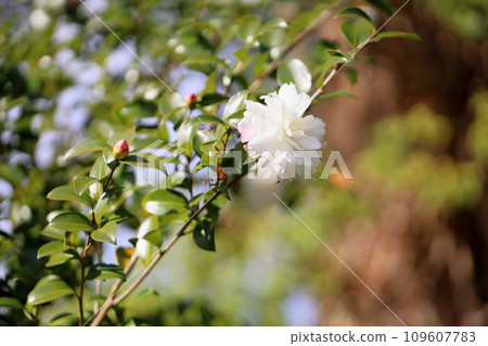 可愛的Southernka花 可愛的Southernka花 109607783