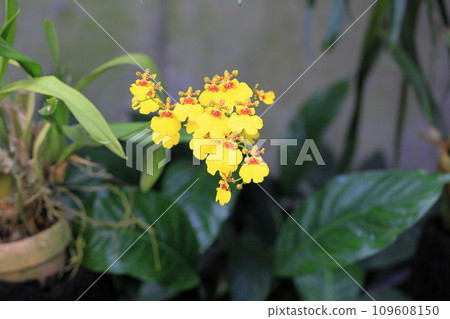 蘭花花文心蘭 109608150