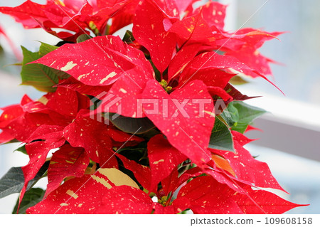  一品紅花 109608158