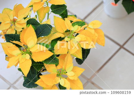  一品紅花 109608159