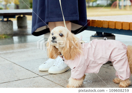 A toy poodle walking in the rain wearing a raincoat A toy poodle walking in the rain wearing a raincoat 109608259