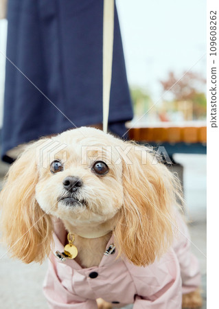 A toy poodle walking in the rain wearing a raincoat A toy poodle walking in the rain wearing a raincoat 109608262