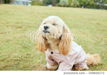 穿著雨衣在雨中行走的玩具貴賓犬 穿著雨衣在雨中行走的玩具貴賓犬 109608272