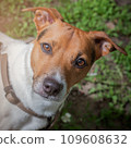 Portrait of a happy dog Jack Russell Terrier. 109608632