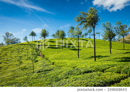 Tea plantations. Munnar, Kerala, India Tea plantations. Munnar, Kerala, India 109608643