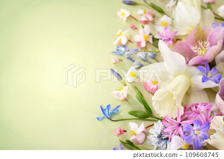Blossoming white and light yellow daffodils, pink hyacinths and spring flowers festive background, bright springtime bouquet floral card, selective focus, shallow DOF Blossoming white and light yellow daffodils, pink hyacinths and spring flowers festive background, bright springtime bouquet floral card, selective focus, shallow DOF 109608745