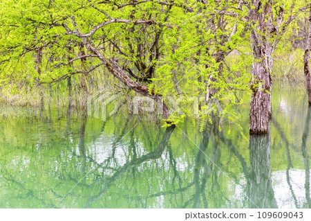 Lake Shirakawa during spring high water period, submerged forest, Iide Town, Yamagata Prefecture Lake Shirakawa during spring high water period, submerged forest, Iide Town, Yamagata Prefecture 109609043