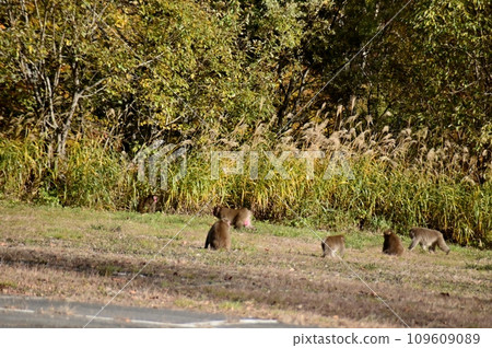 Wild monkeys playing in the parking lot of Okususobana Nature Park Wild monkeys playing in the parking lot of Okususobana Nature Park 109609089