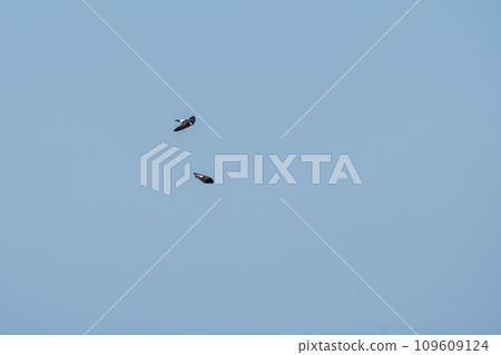 Two house swallows flying around against the blue sky Two house swallows flying around against the blue sky 109609124