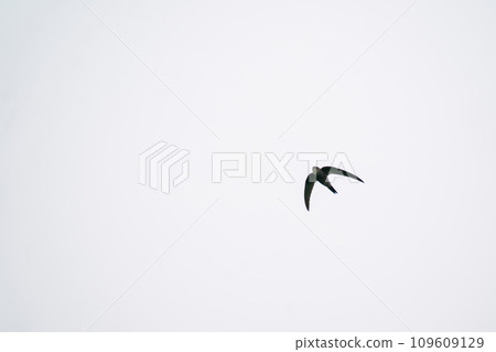 Swifts flying around against the sky Swifts flying around against the sky 109609129