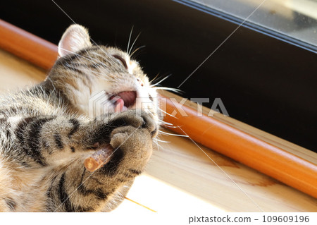 美國短毛貓棕色虎斑貓再次旅行時舔樹枝 109609196