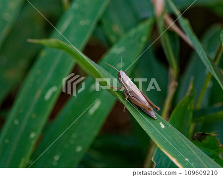 Larva of locust family Locustidae 109609210