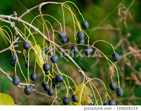 木犀科植物橢圓形黑色果實 109609214