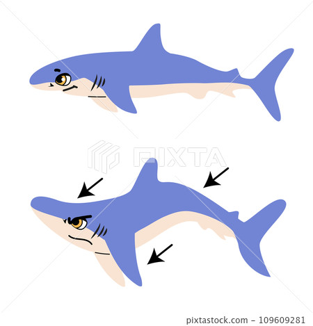 Infographic Of Attack Blue Shark Vector Illustration Infographic Of Attack Blue Shark Vector Illustration 109609281