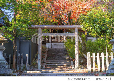 Kyoto in autumn, Imamiya Shrine, Tsukuyomisha wrapped in autumn leaves 109609371