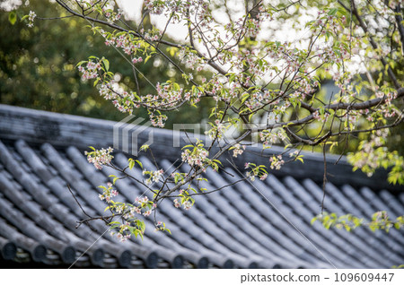 Togoshi Park Main Gate Himalayan Cherry Shinagawa Ward, Tokyo Togoshi Park Main Gate Himalayan Cherry Shinagawa Ward, Tokyo 109609447