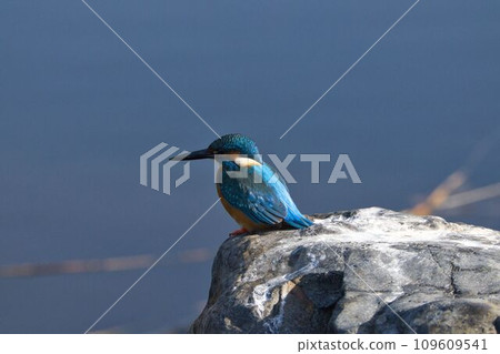 Kingfisher perched on a rock 109609541