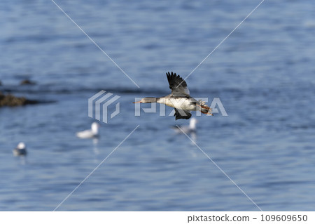 Rumen Rumen 109609650