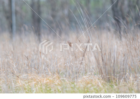 A lark flying around in the meadow 109609775