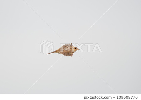 A lark flying towards the camera 109609776