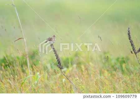 A skylark perches on dry grass in a meadow, observing the surroundings. A skylark perches on dry grass in a meadow, observing the surroundings. 109609779