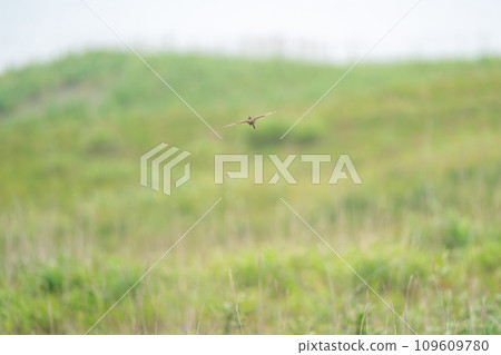 A lark flying in the meadow 109609780