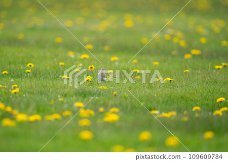 A lark looking for food in a meadow with blooming dandelions A lark looking for food in a meadow with blooming dandelions 109609784
